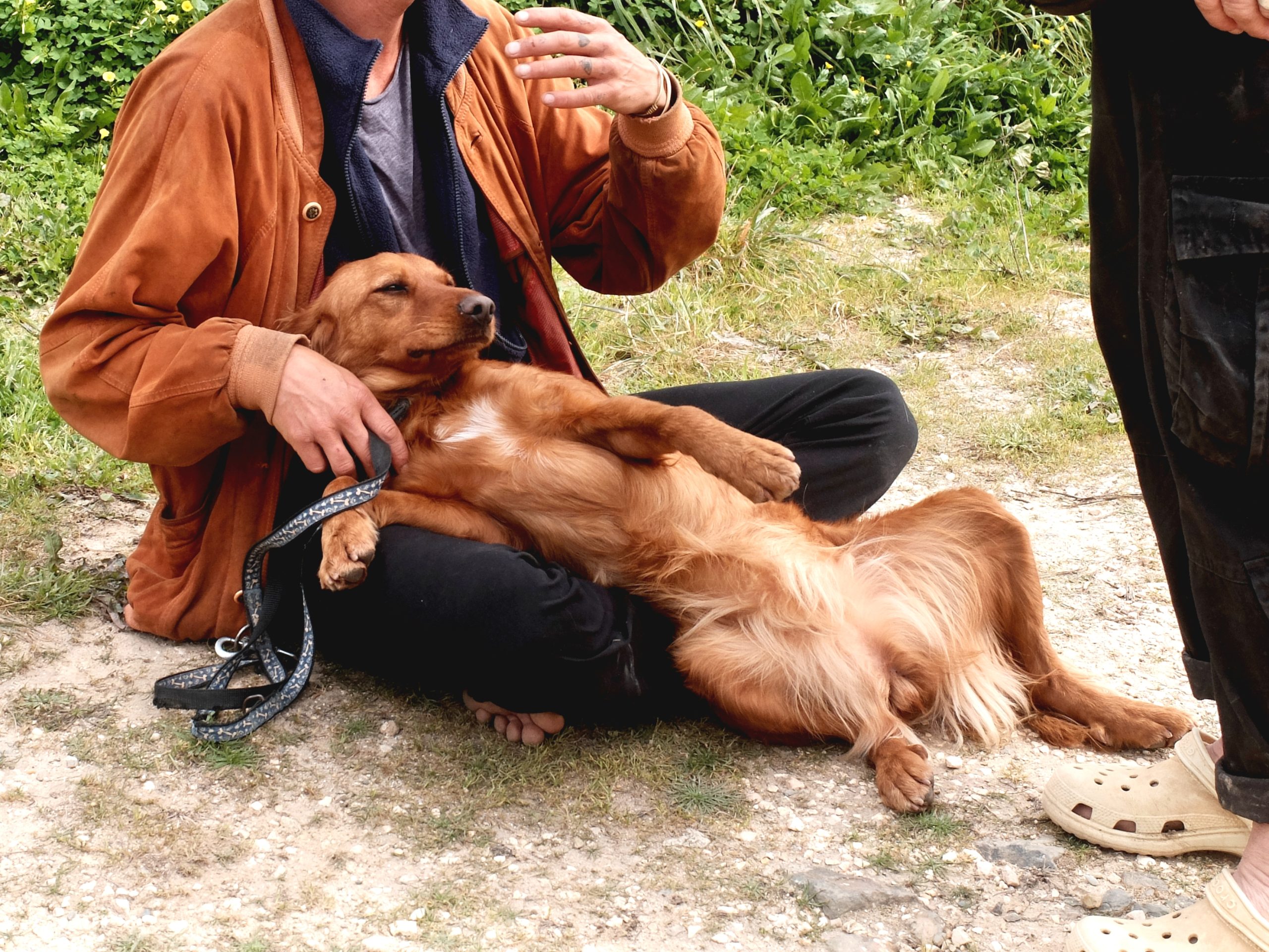 AEZA animal shelter in Aljezur offering dog walking, volunteering and support for rescued dogs and cats