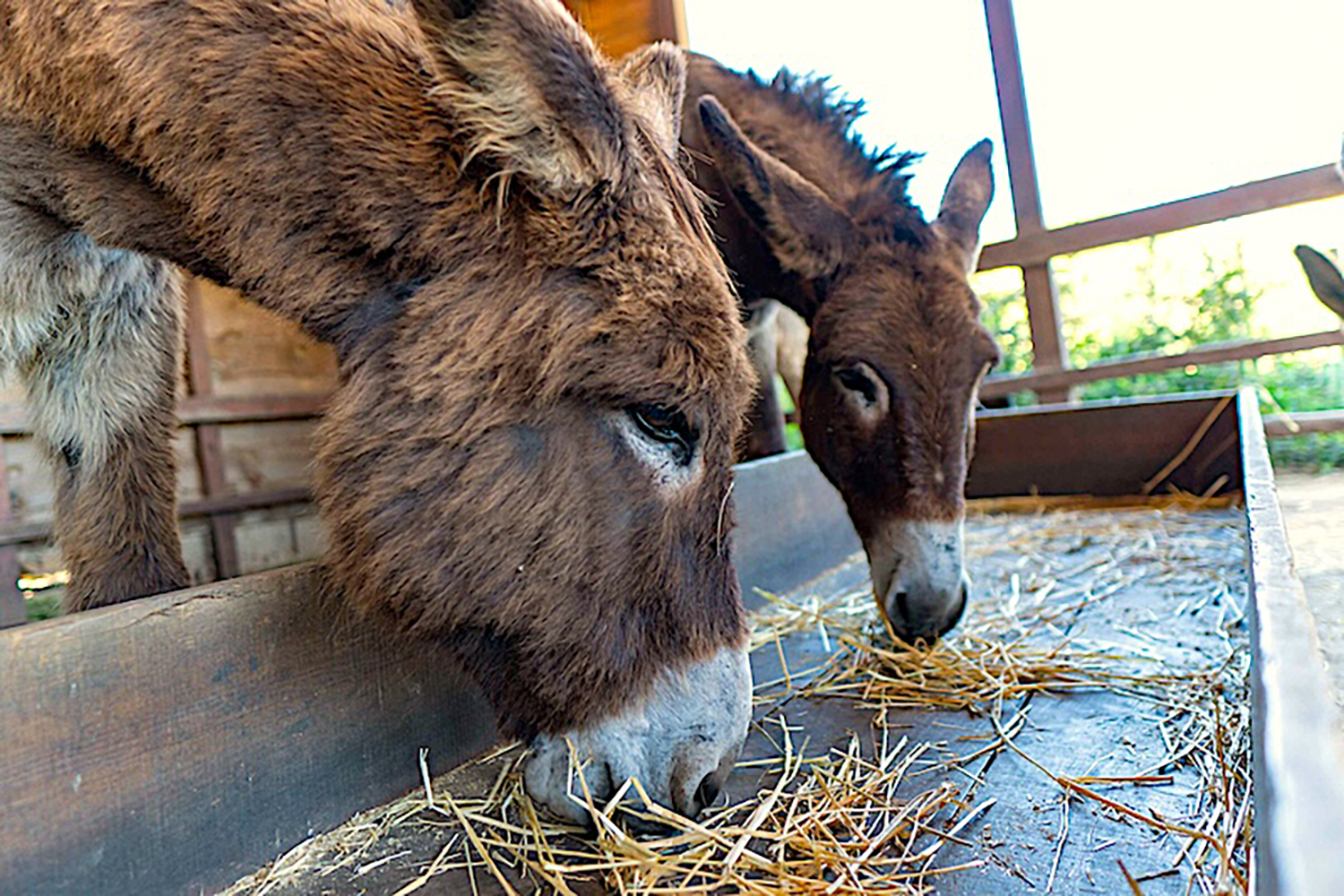 Donkey experience in Aljezur with rescued donkeys