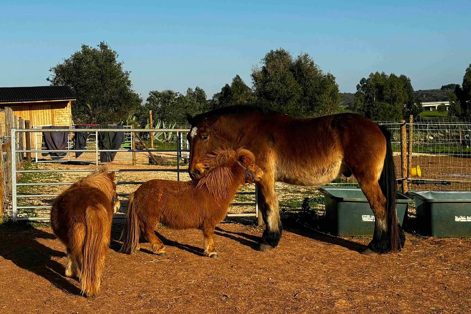 Animal Rescue Farm and Horse Riding Westalgarve