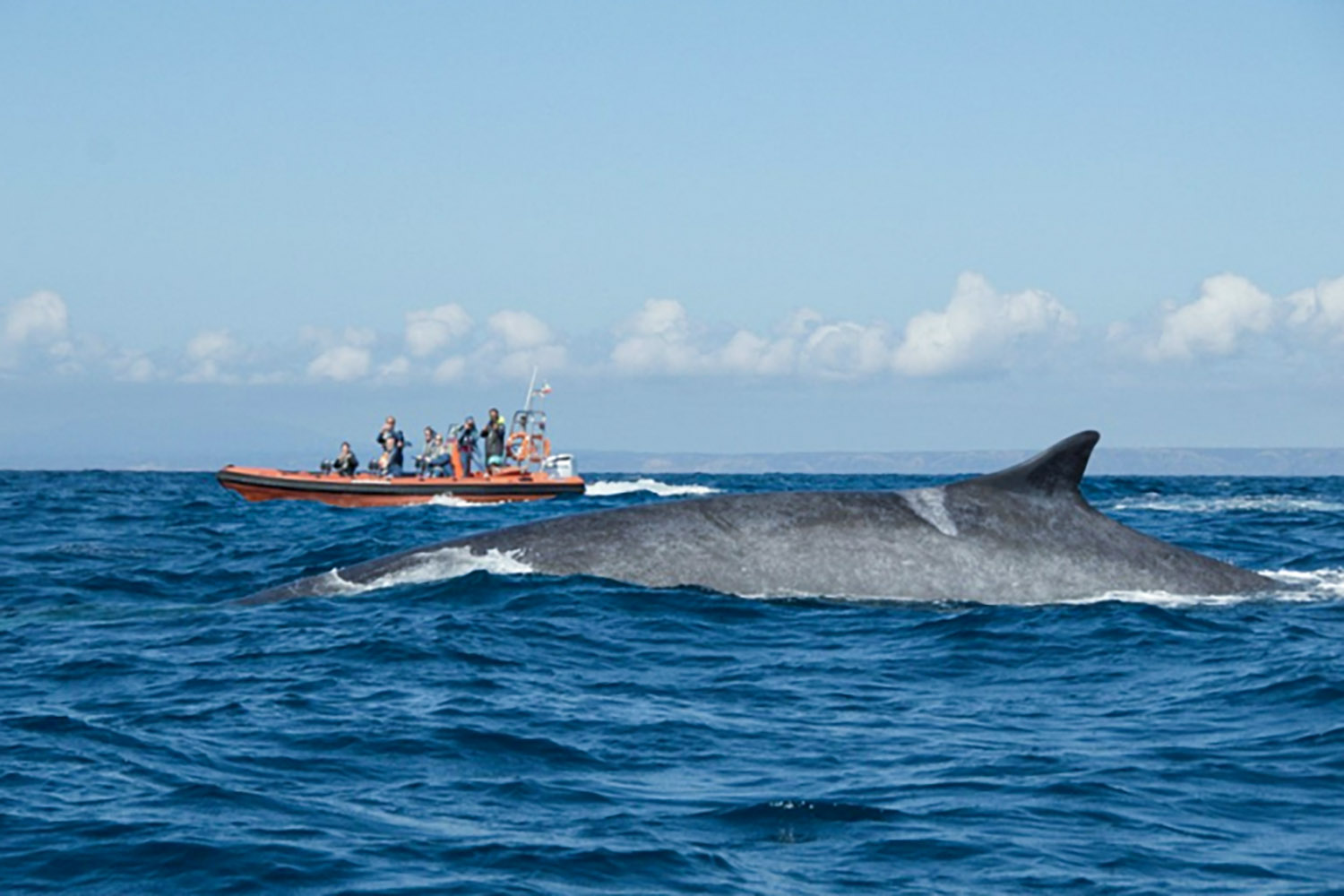 Aljezur Activities whale & dolphin watching boat tour