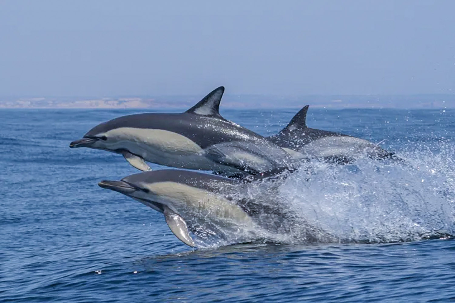 Aljezur Activities whale & dolphin watching boat tour