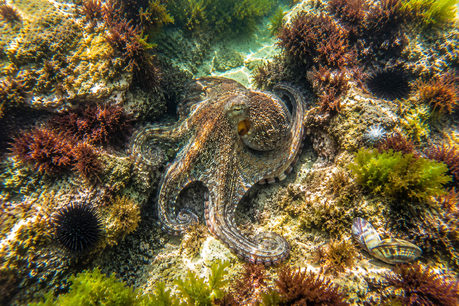 Aljezur Activities diving&Snorkeling Western Algarve